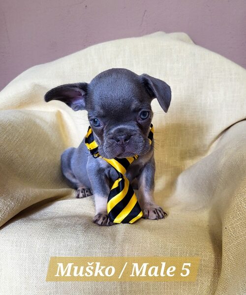 Francuski Bulldog štenci exotik boja