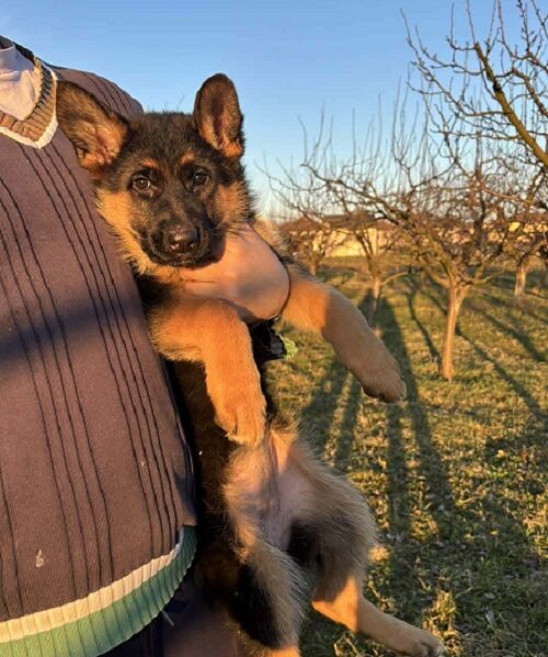 Štenci NEMAČKOG ovčara