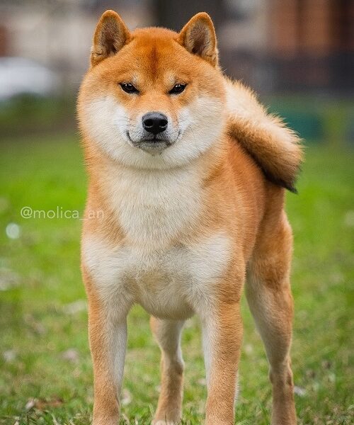 Šiba Inu štenci