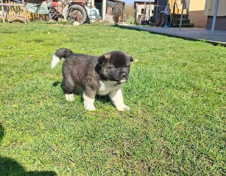 Americka Akita prelepi stenci