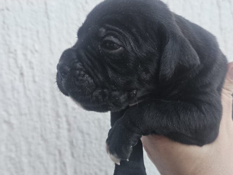 Cane Corso štenci