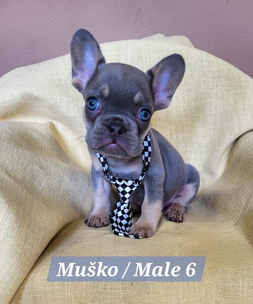 Francuski Bulldog štenci exotik boja