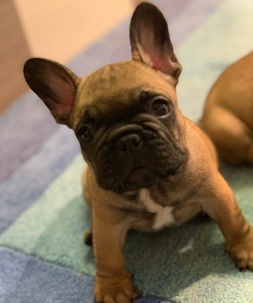 Francuski buldog "Od kuce don"