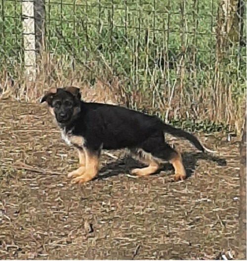 Štenci NEMAČKOG ovčara