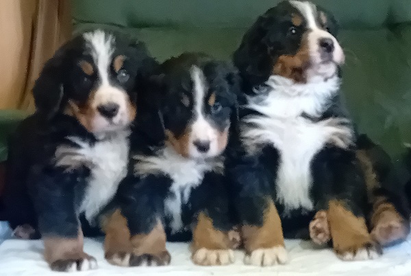 Bernski planinski pas