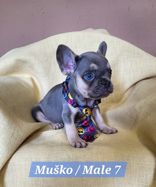 Francuski Bulldog štenci exotik boja