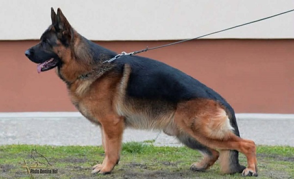 Štenci NEMAČKOG ovčara