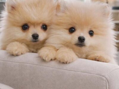 Pomeranac BOO štenci