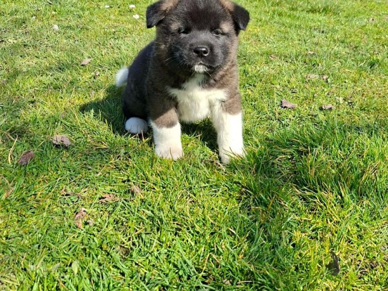 Americka Akita prelepi stenci