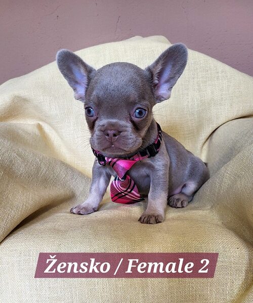 Francuski Bulldog štenci exotik boja