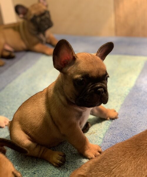 Francuski buldog "Od kuce don"