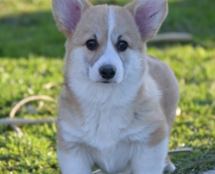 Velski korgi/Welsh Corgi Pembroke štenci