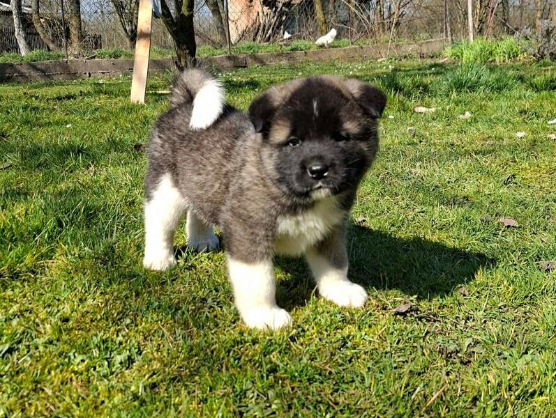 Americka Akita prelepi stenci