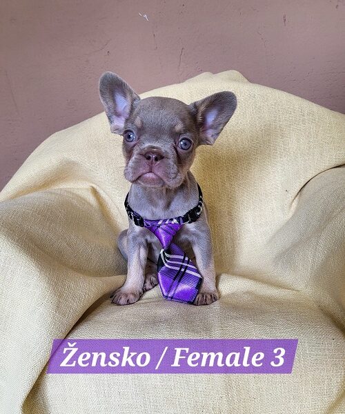 Francuski Bulldog štenci exotik boja