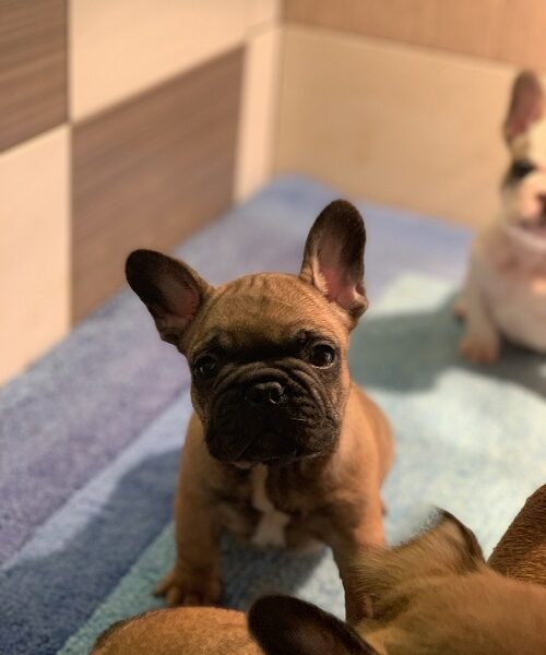 Francuski buldog "Od kuce don"