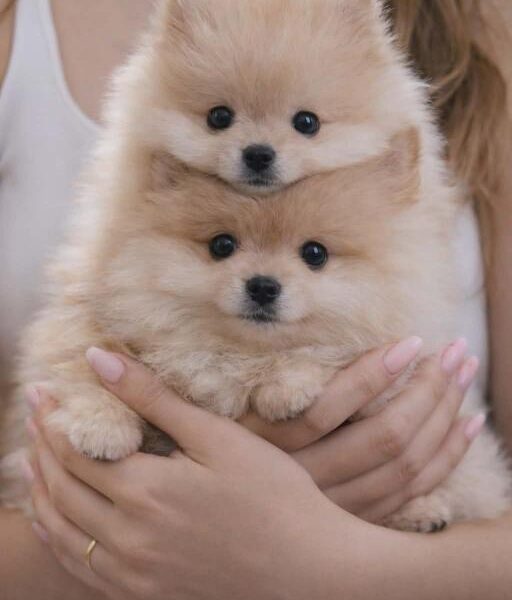 Pomeranac BOO štenci