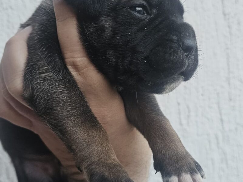 Cane Corso štenci