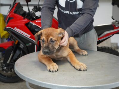 Južnoafrički mastif - Boerboel štenci