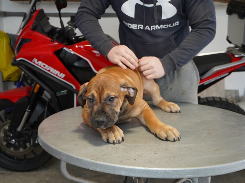Južnoafrički mastif - Boerboel štenci