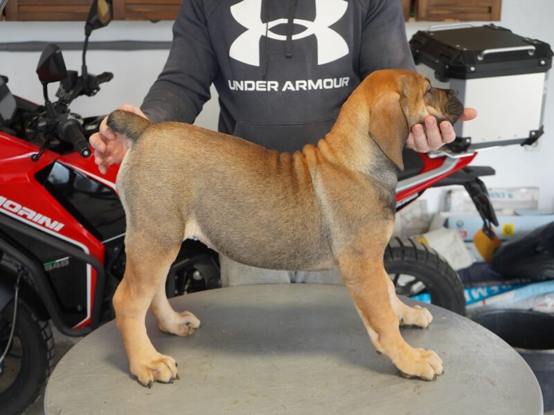 Južnoafrički mastif - Boerboel štenci