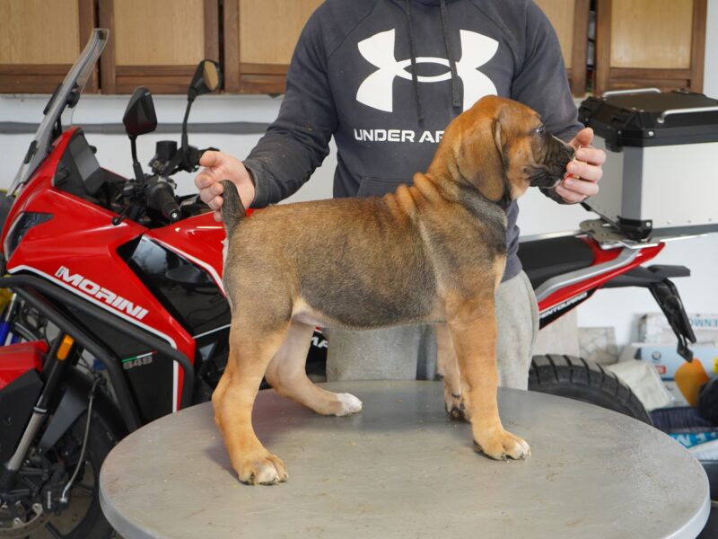 Južnoafrički mastif - Boerboel štenci