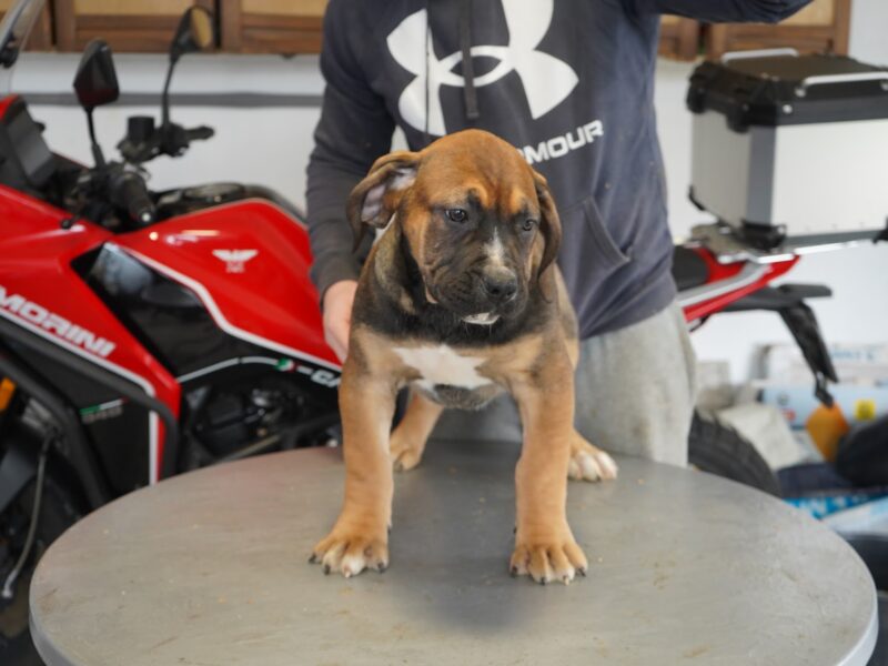 Južnoafrički mastif - Boerboel štenci