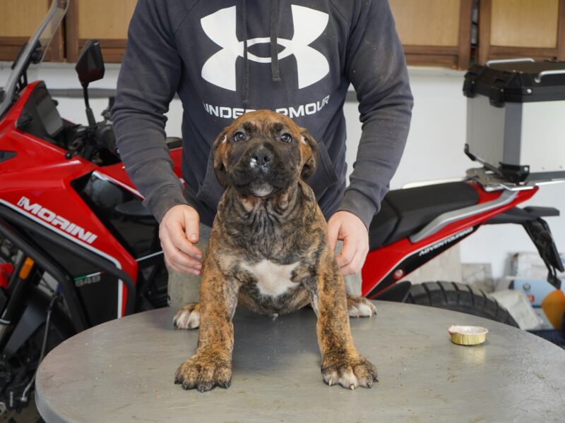 Južnoafrički mastif - Boerboel štenci