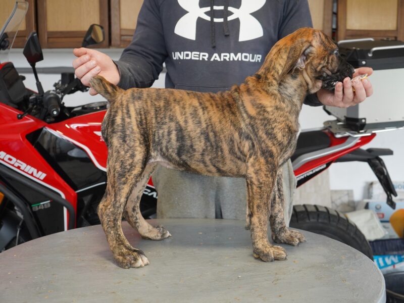 Južnoafrički mastif - Boerboel štenci