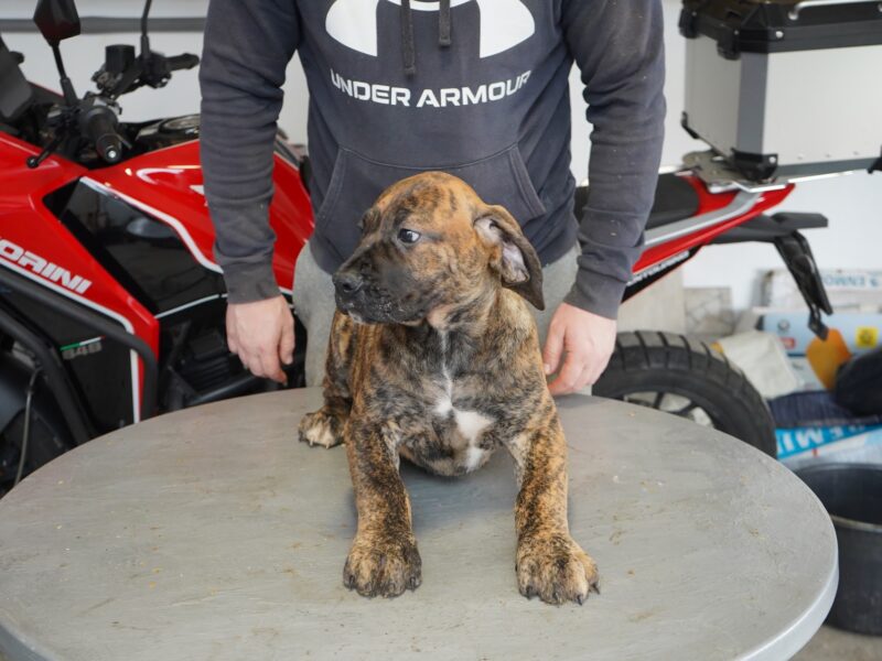 Južnoafrički mastif - Boerboel štenci