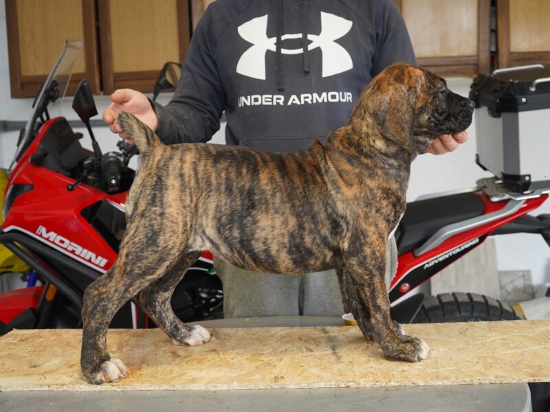 Južnoafrički mastif - Boerboel štenci