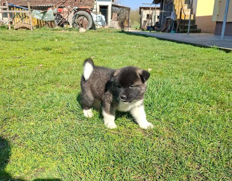 Americka Akita prelepi stenci