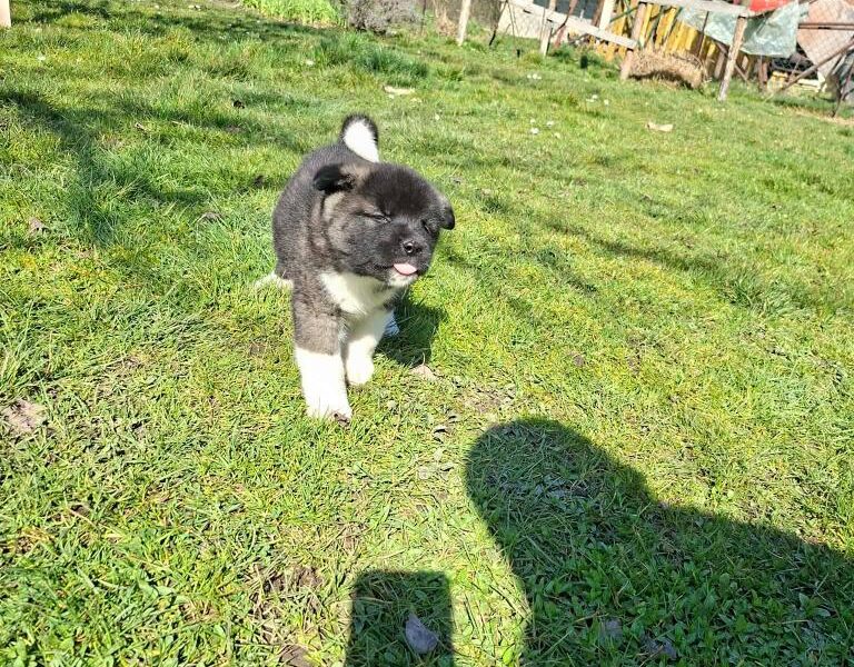 Americka Akita prelepi stenci