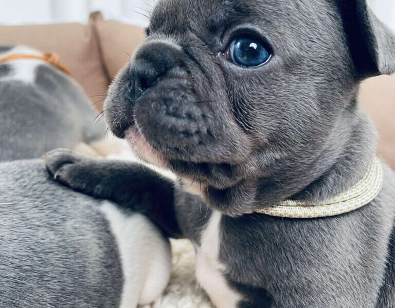 Plavi i merle egzoticni francuski buldozi