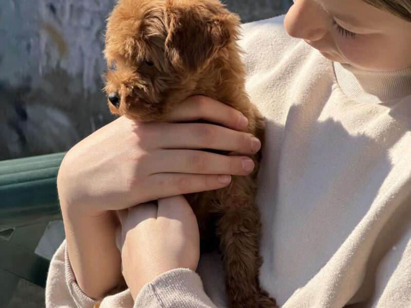 Toy Pudle na prodaju