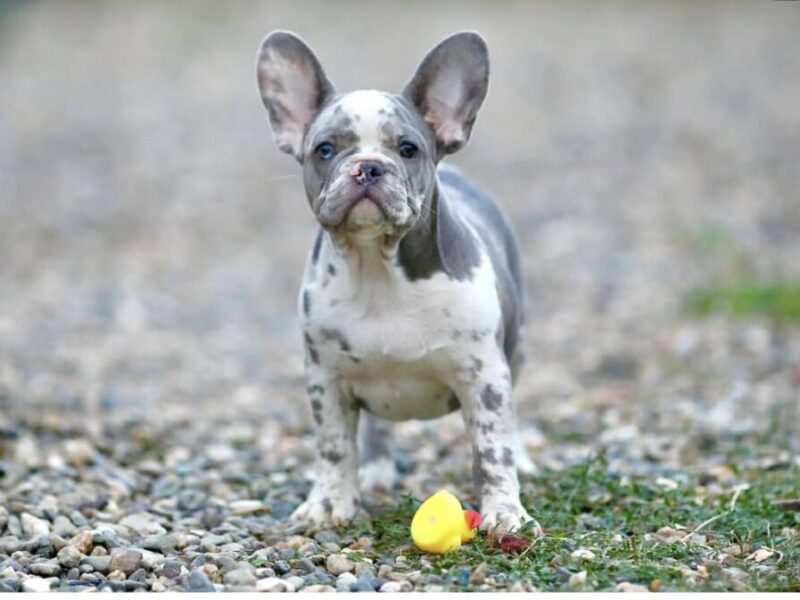 Plavi i merle egzoticni francuski buldozi