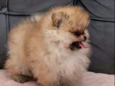 Pomeranac PRELEPI štenci