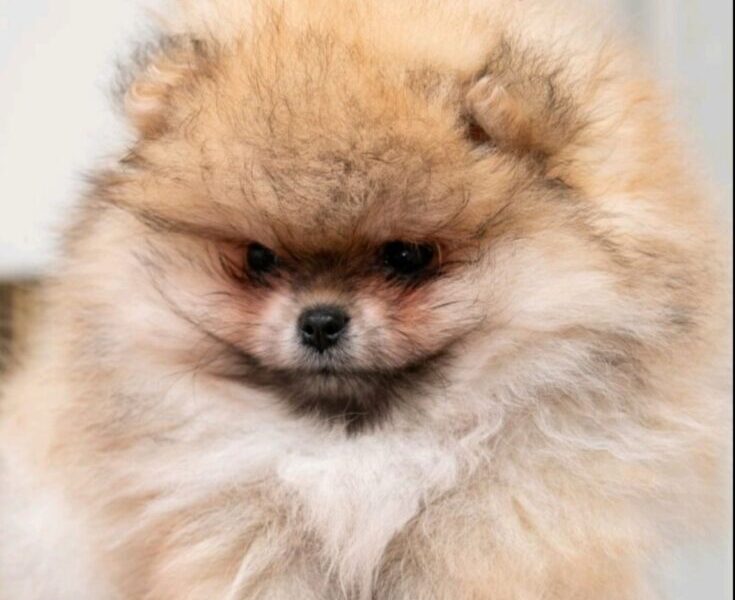 Pomeranac PRELEPI štenci