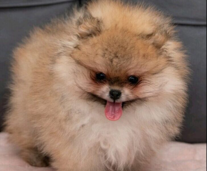 Pomeranac PRELEPI štenci