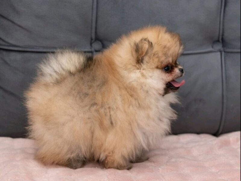 Pomeranac PRELEPI štenci
