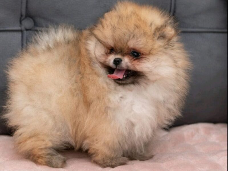 Pomeranac PRELEPI štenci