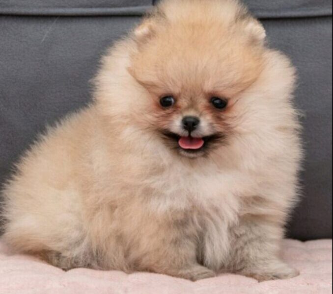 Pomeranac PRELEPI štenci