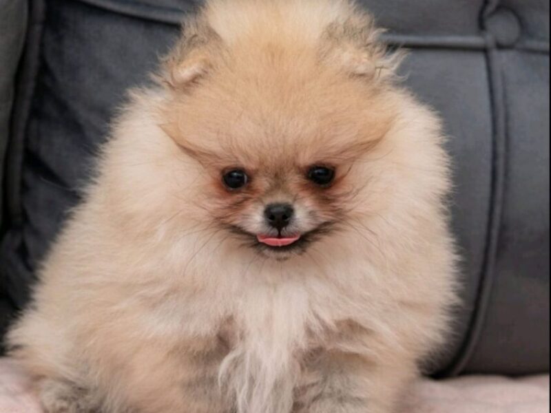 Pomeranac PRELEPI štenci