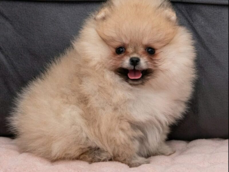 Pomeranac PRELEPI štenci