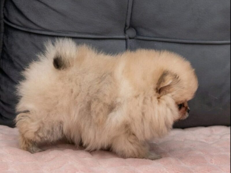 Pomeranac PRELEPI štenci