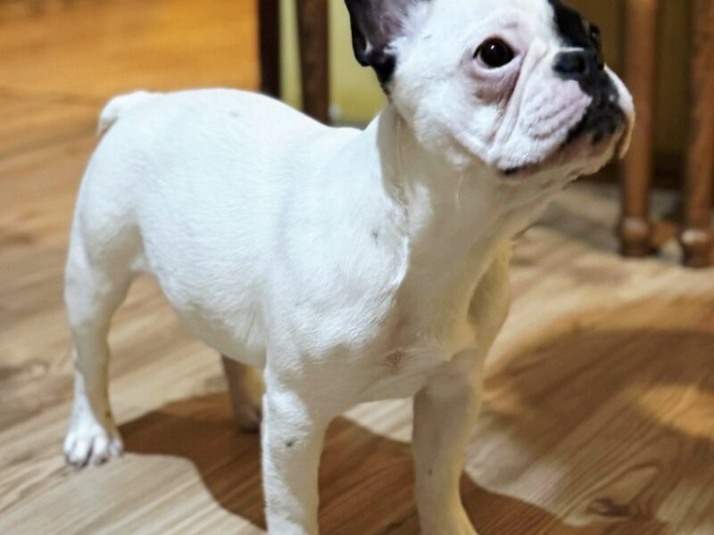 Francuski Buldog prelepo štene