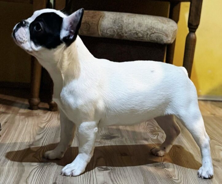 Francuski Buldog prelepo štene