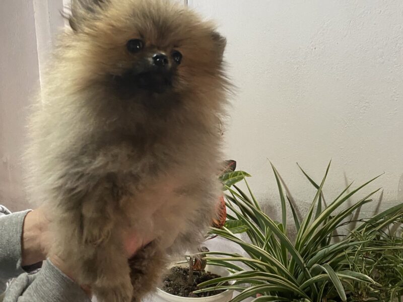 Pomeranski Spic stenci