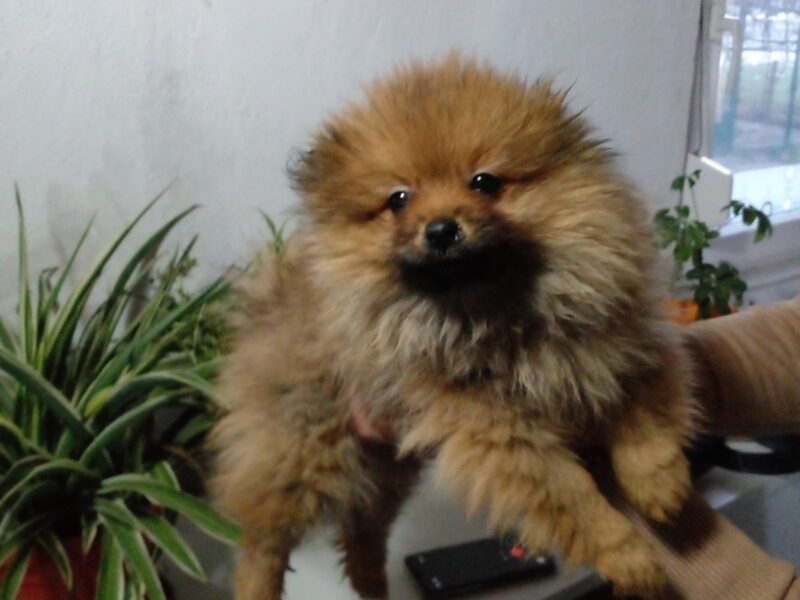 Pomeranski Spic stenci