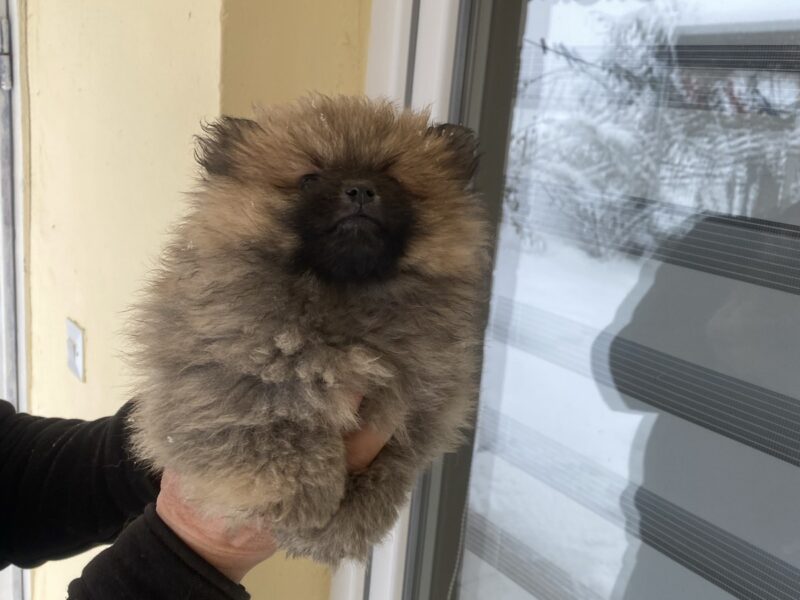 Pomeranski Spic stenci