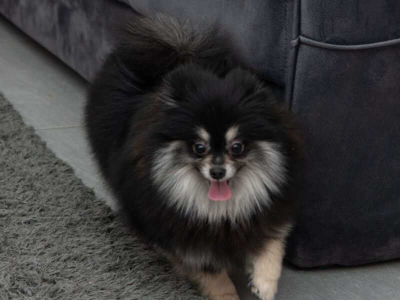 Pomeranac muzjak i zenka na prodaju